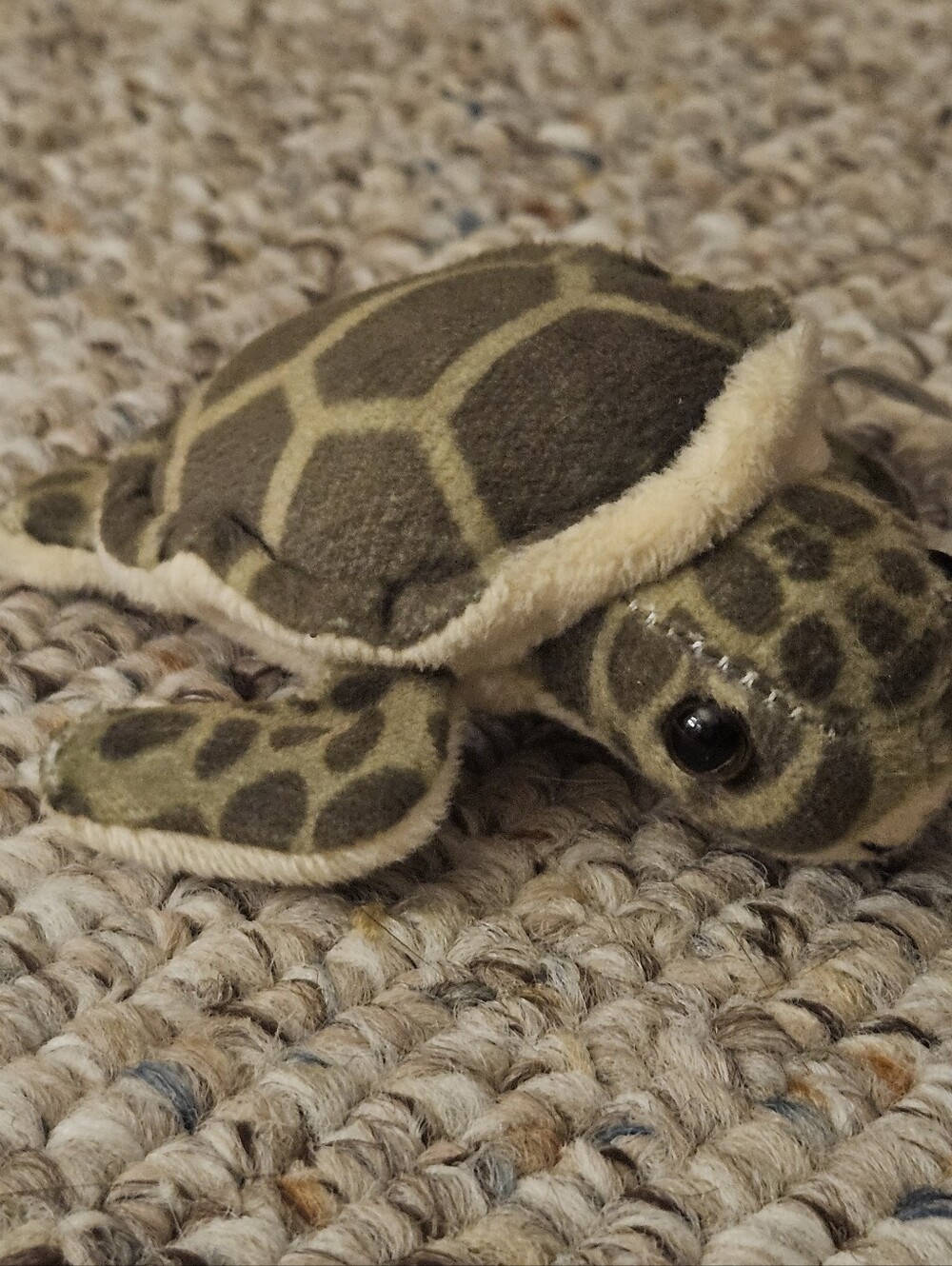 Marine Life Rescue Turtle - Picture 1 of 6